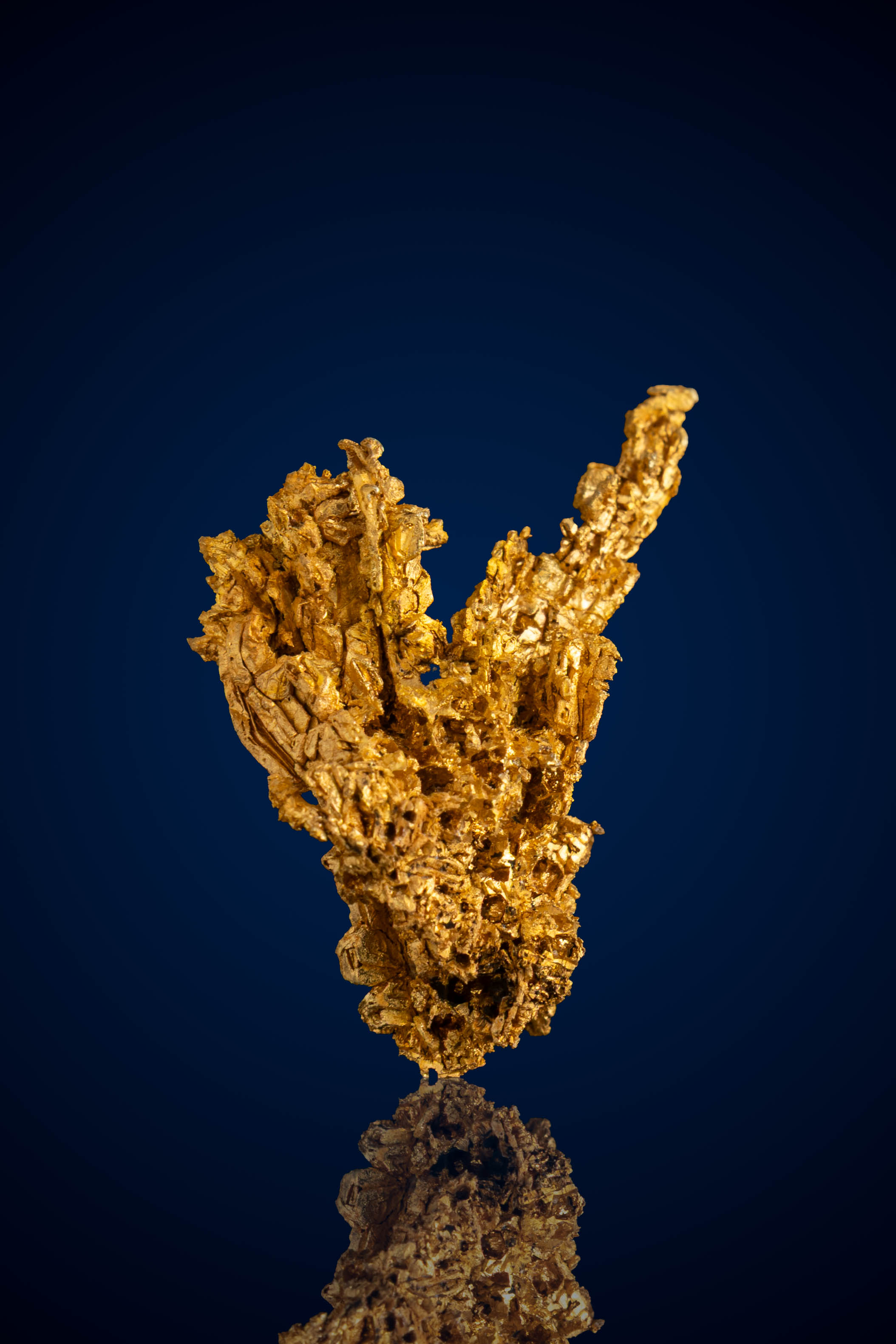 Branching, Radiant Natural Gold Nugget - Round Mountain, NV - 5.54 grams (image for) Branching, Radiant Natural Gold Nugget - Round Mountain, NV - 5.54 grams